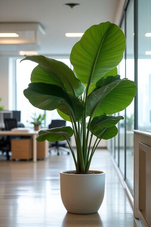 Grande Ficus Lyrata in un vaso di design in un ufficio moderno.